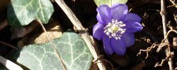 Hepatica